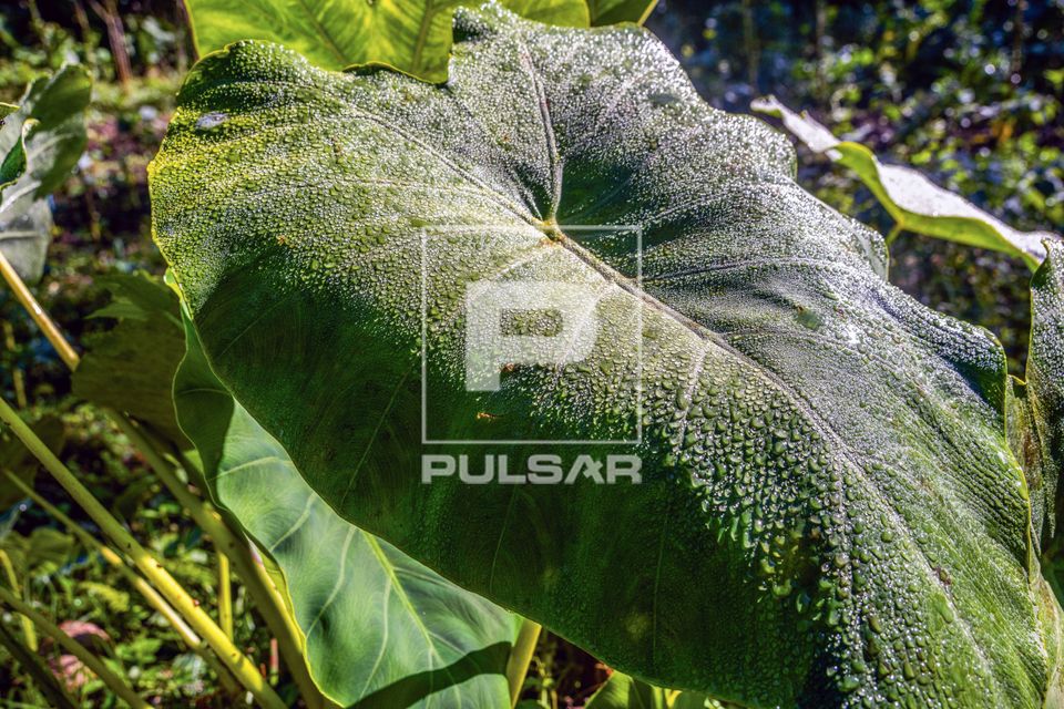 Gotas de água de irrigação em folha de taioba