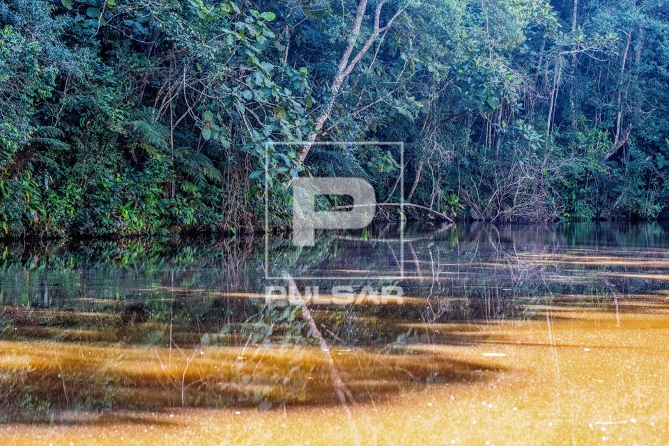 Vegetação e sombra refletida em lago recreativo artificial