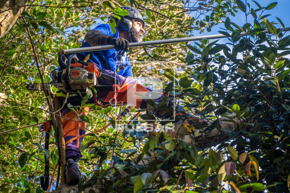 Arborista usando podão com haste telescópica para poda de galhos de árvores sobre moradia