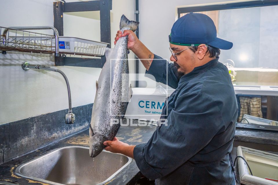 Chef de cozinha e proprietário de restaurante de comida japonesa segurando peixe Salmão após lavagem em ág