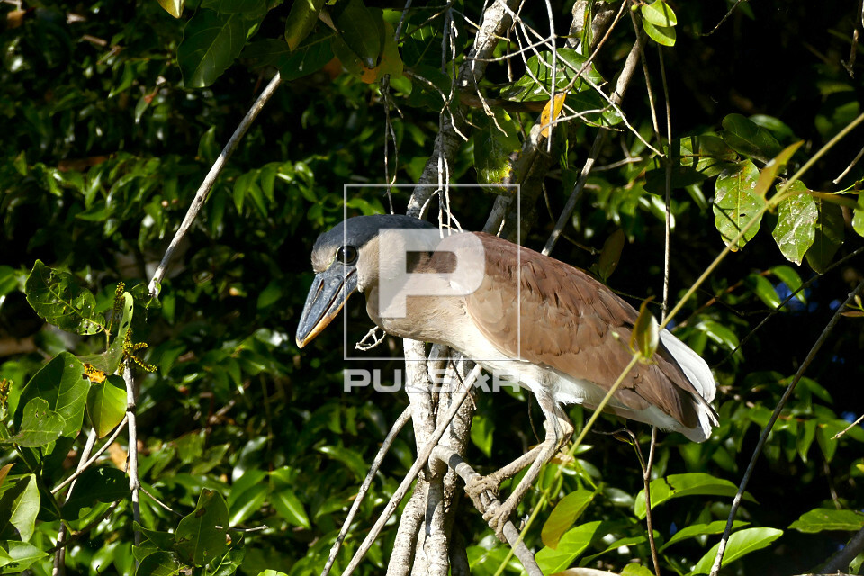 Arapapá - também conhecido como arataiá , arataiaçu , socó-de-bico-largo e tamatiá