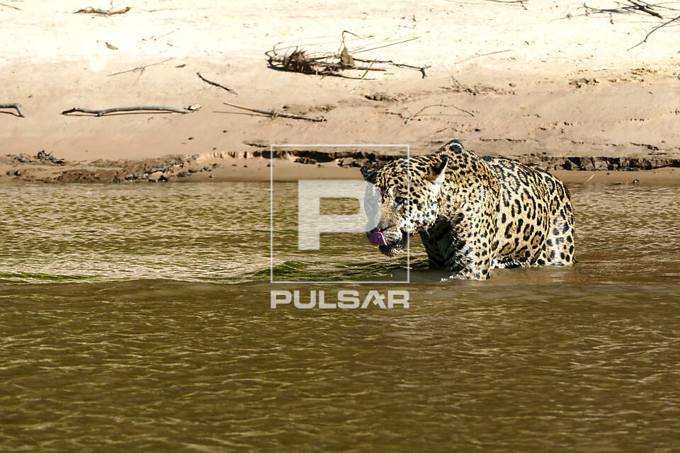 Onça pintada - espécie ameaçada de extinção - também denominada acanguçu , canguçu , jaguar , jaguarap
