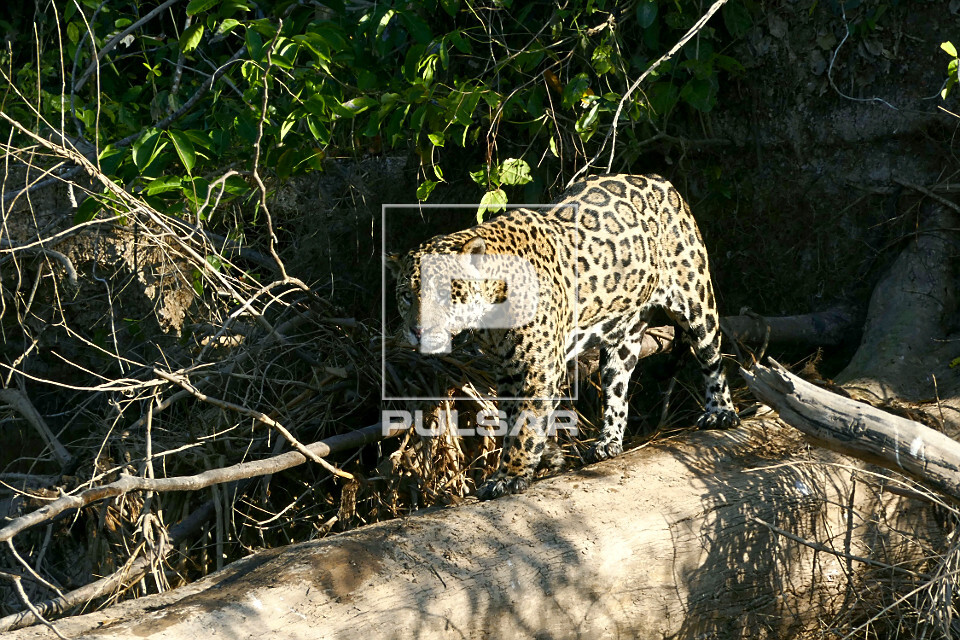 Onça pintada - espécie ameaçada de extinção - também denominada acanguçu , canguçu , jaguar , jaguarap