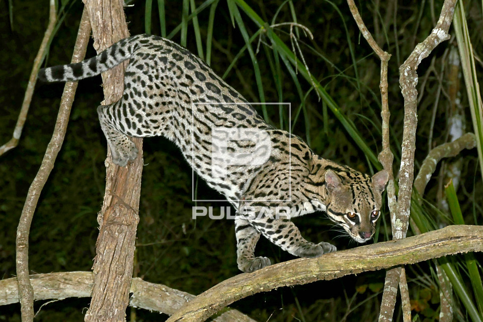 Jaguatirica - 