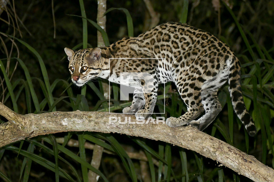 Jaguatirica - 