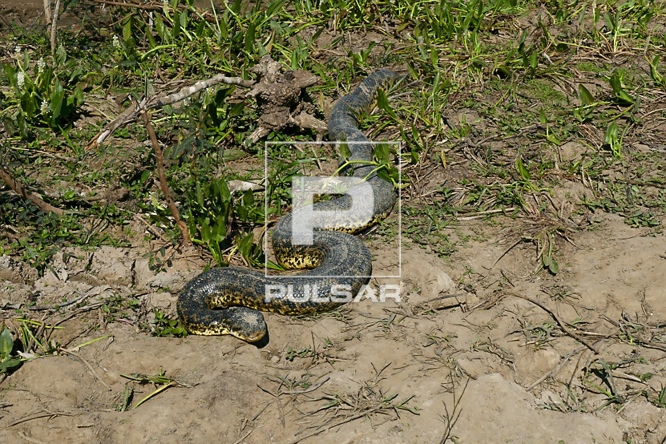 Sucuri - também conhecida como anaconda , arigbóia , boiaçu , boiçu , boiguaçu , boioçu , boitiapóia, b