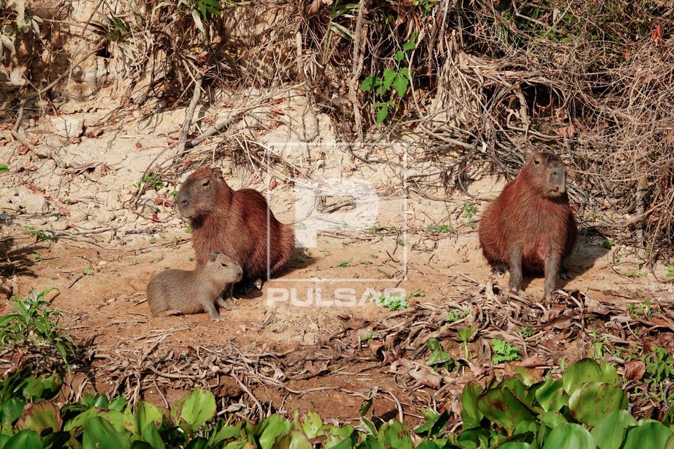 Capivaras em área de vazante no Pantanal norte durante a estiagem