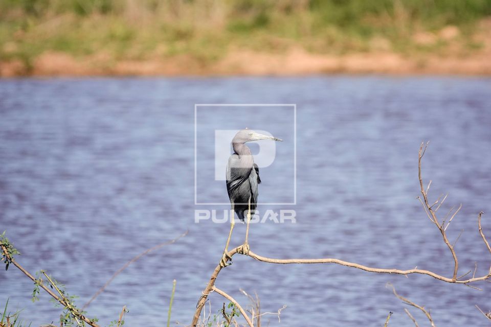Garça-azul