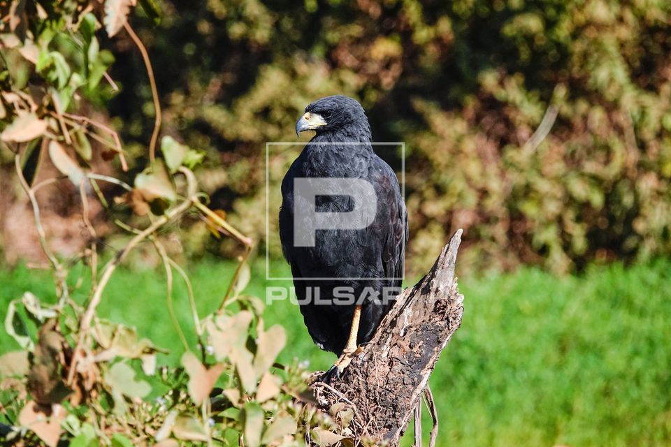 Gavião-preto também gavião caipira , fumaça , tauató-preto , urubitinguá 
