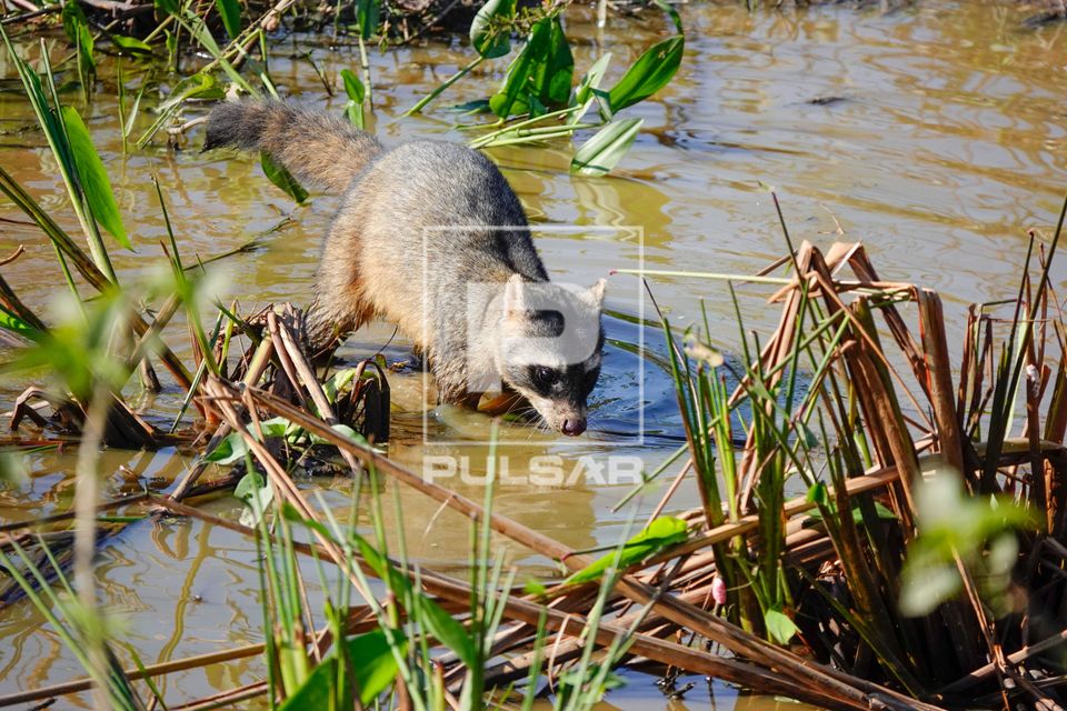 Mão-pelada a procura de alimento em brejo - também cachorro-do-mangue, guaxinim, iguanara, jaguacampeba e ja