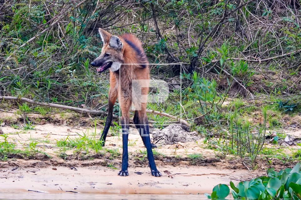 Lobo-guará 