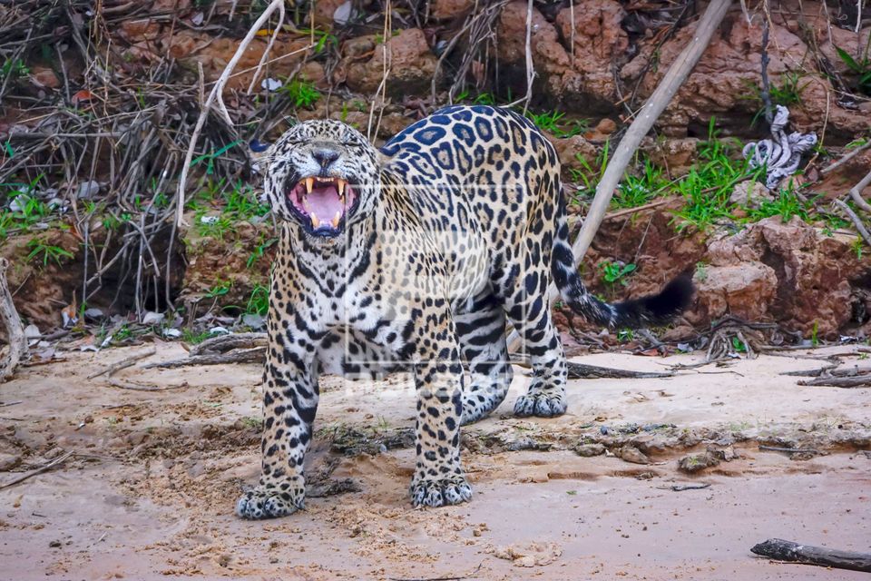 Onça-pintada rugindo