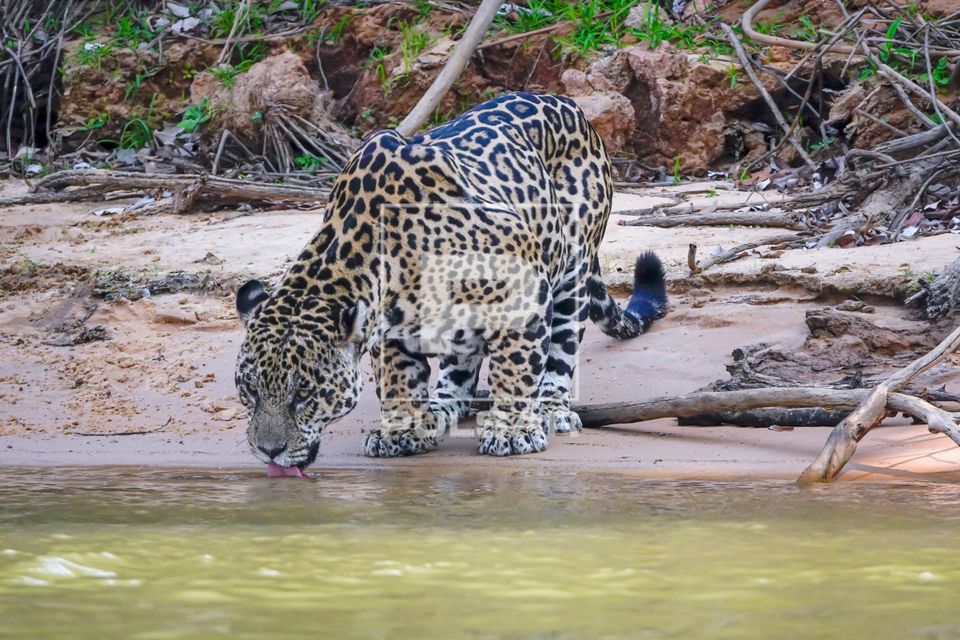 Onça-pintada bebendo água