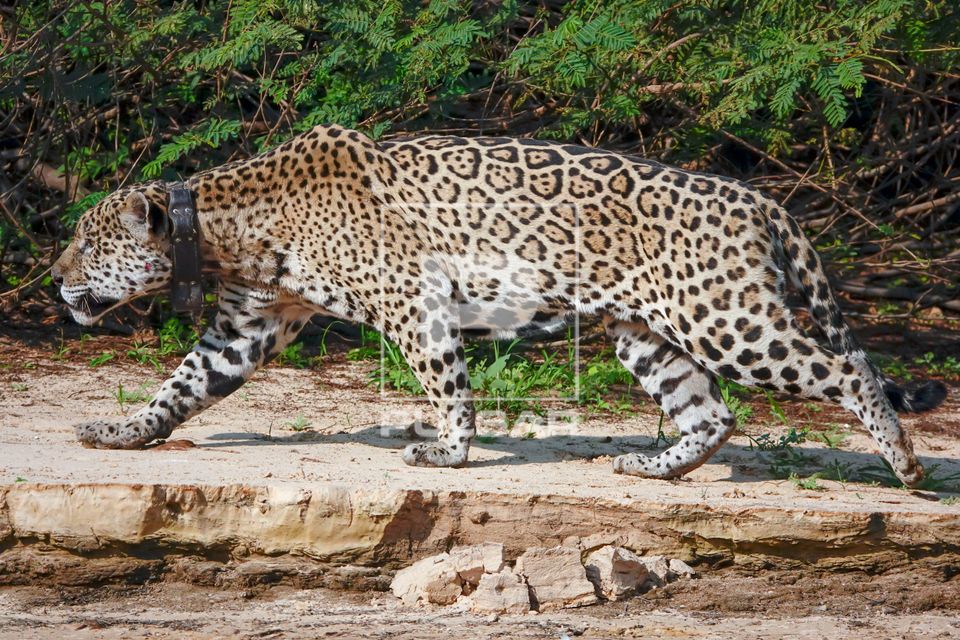 Onça-pintada 