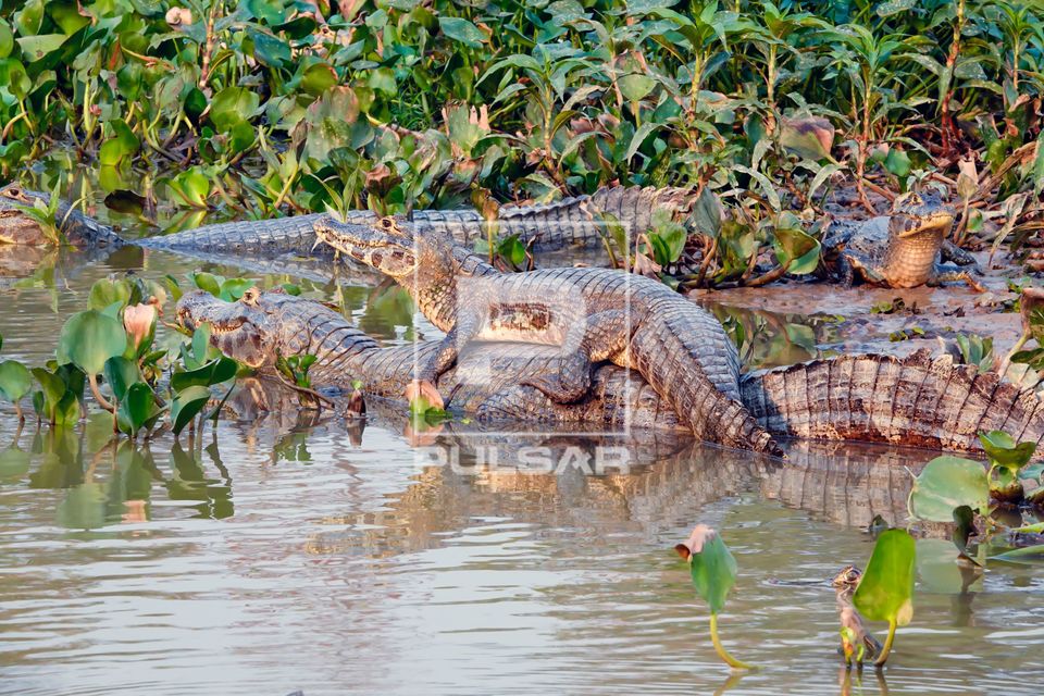 Jacarés-do-pantanal 