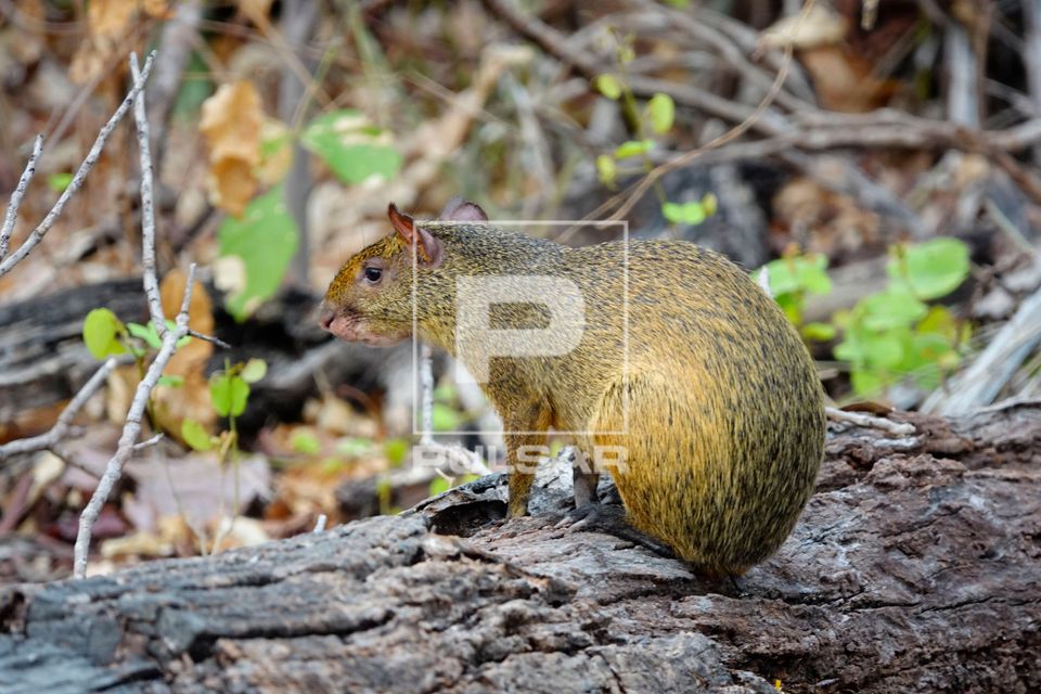 Cutia - Dasyprocta sp - Pantanal