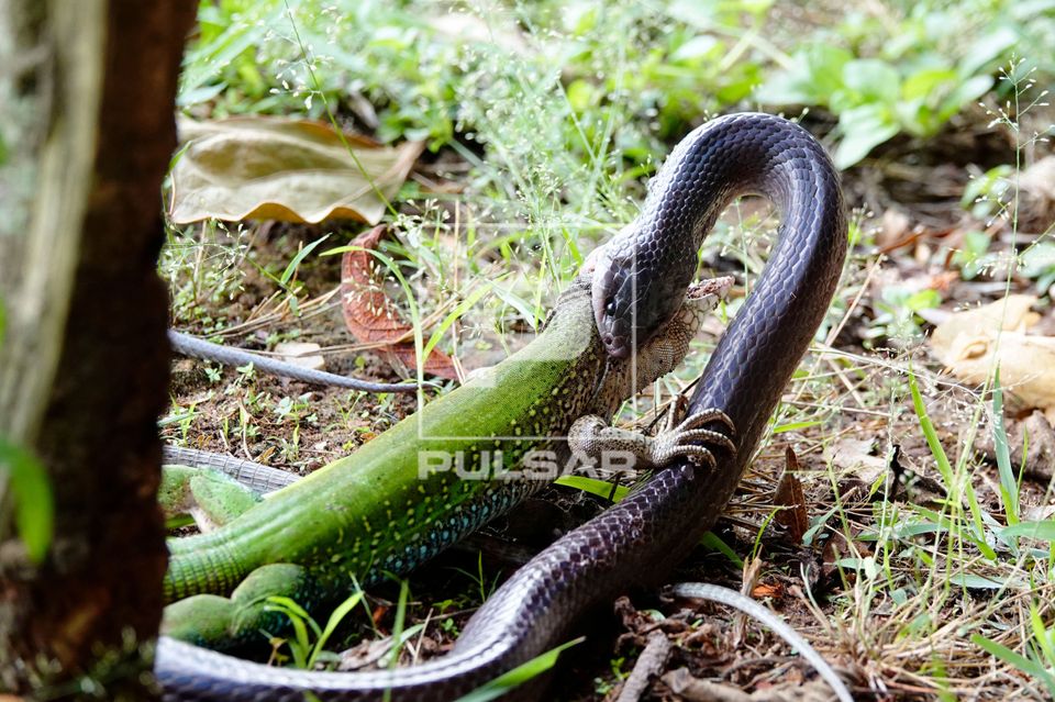 Muçurana - Pseudoboa sp - comendo calango-verde - também denominada cobra-preta ou cobra-do-bem - Pantanal  