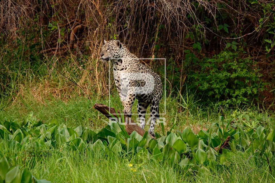 Onca-pintada - Corixo Negro - Pantanal