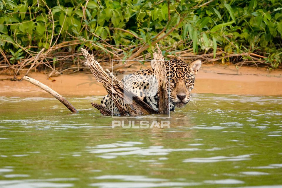 Onca-pintada - Corixo Negro - Pantanal