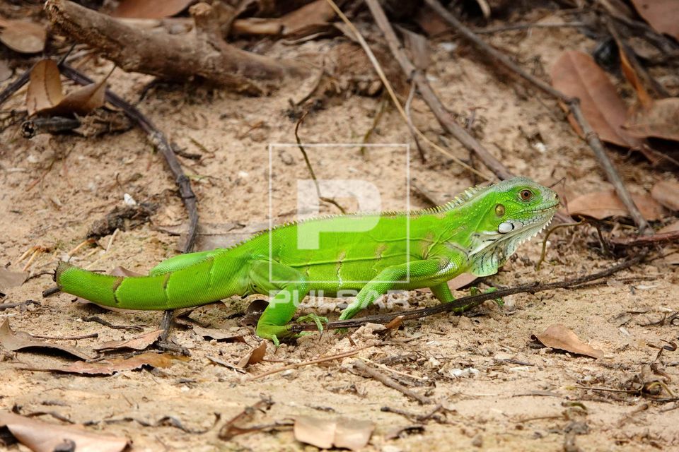 Sinimbu - também denominado iguana-comum , camaleão , cambaleão , senembi , senembu ou tijibu - Pantanal   