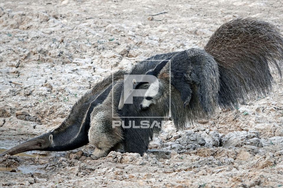 Tamanduá-bandeira com filhote - espécie ameaçada de extinção - Pantanal                              