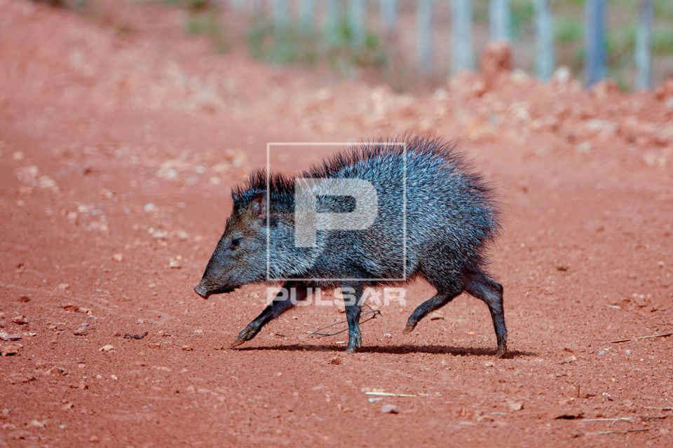 Caititu - Dicotyles sp - Pantanal
