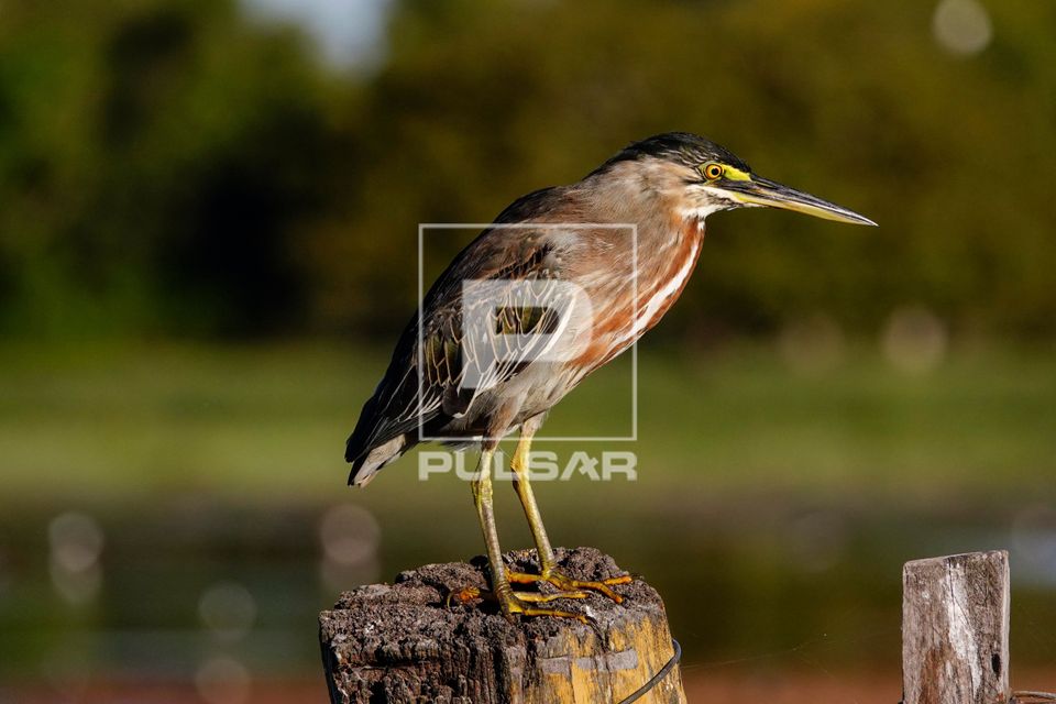 Socozinho - Pantanal