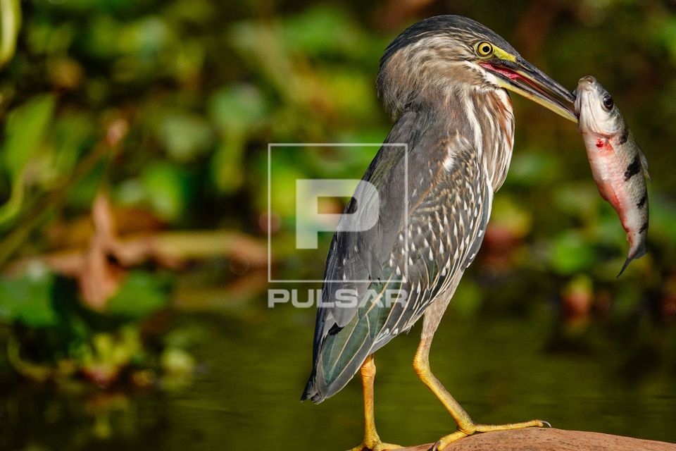 Socozinho com peixe no bico - Pantanal
