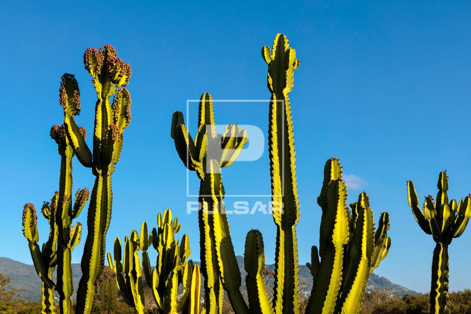 Cactus mandacaru
