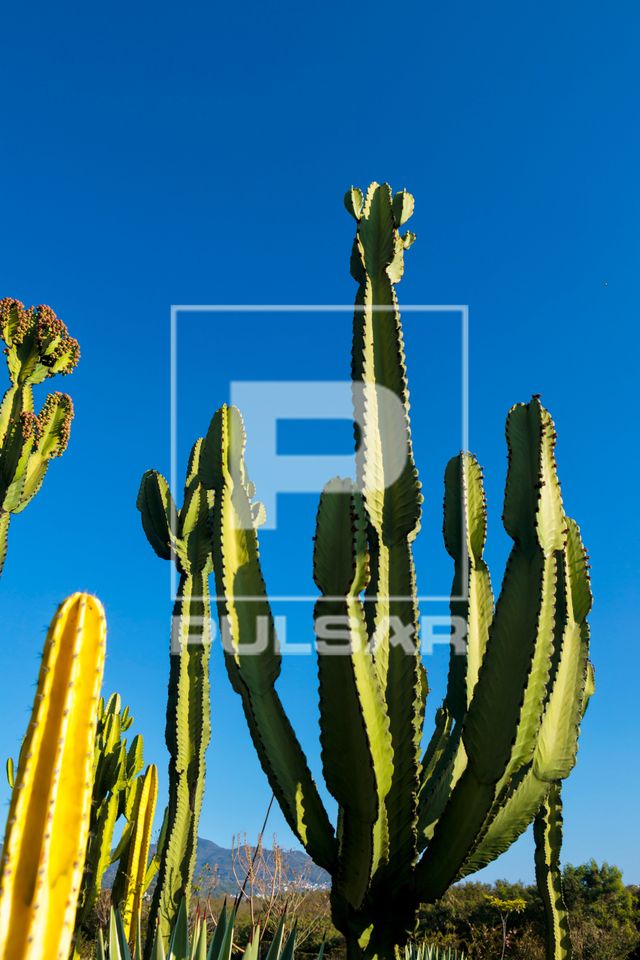 Cactus mandacaru