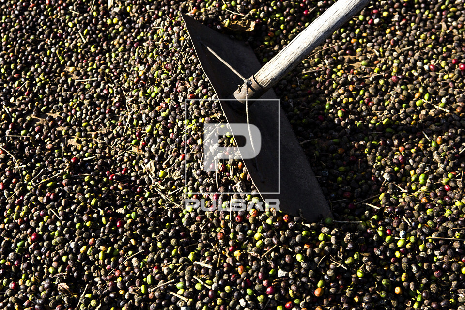 Detalhe de trabalhador rural espalhando grãos de café gourmet do tipo catuaí vermelho durante secagem ao so