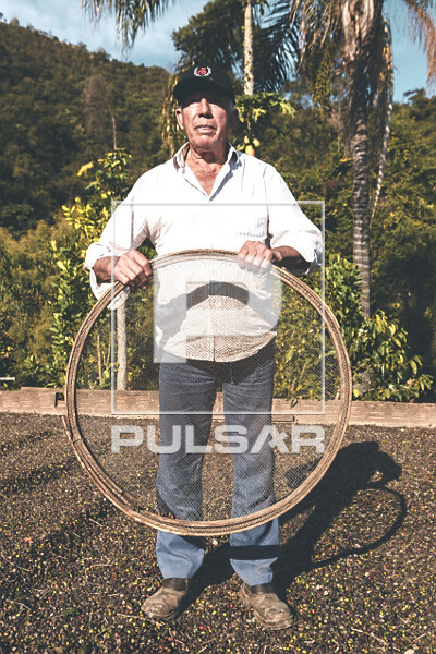 Cafeicultor sobre grãos secos de café gourmet do tipo catuaí vermelho - agricultura familiar - 