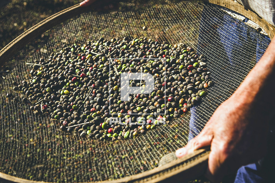 Detalhe de cafeicultor durante abanação de grãos de café gourmet do tipo catuaí vermelho - agricultura fa