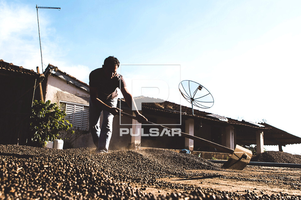 Trabalhador rural revirando grãos de café gourmet do tipo catuaí durante secagem ao sol - agricultura famil