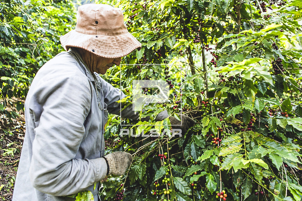 Cafeicultor colhendo café gourmet do tipo catuaí vermelho - agricultura familiar - 