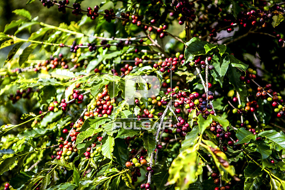 Frutos de café gourmet do tipo catuaí vermelho - agricultura familiar - 