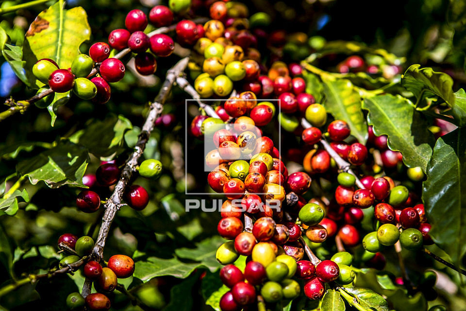 Detalhe de frutos de café gourmet do tipo catuaí vermelho - agricultura familiar - 