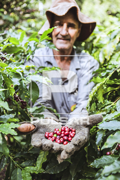 Cafeicultor mostra frutos recém colhidos de café gourmet do tipo catuaí vermelho - agricultura familiar - 
