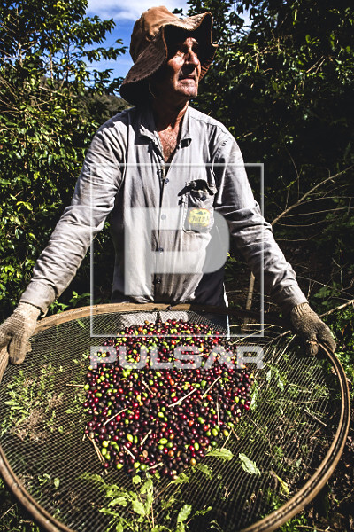 Cafeicultor durante abanação dos grãos de café gourmet do tipo catuaí vermelho recém colhidos - agricult