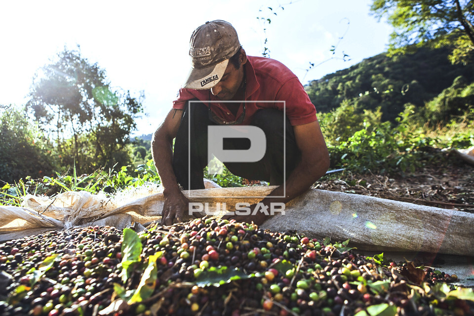 Trabalhador rural durante colheita de café gourmet do tipo catuaí vermelho - agricultura familiar - 