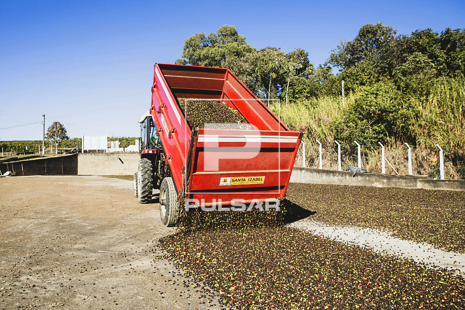 Descarregamento de frutos de café do tipo catuaí para secagem ao sol em terreiro de propriedade rural - 