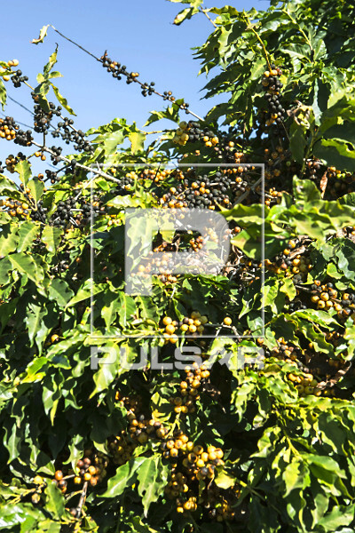 Detalhe de cafeeiro com frutos de café do tipo catuaí amarelo - 