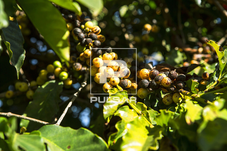 Detalhe de cafeeiro com frutos de café do tipo catuaí amarelo - 