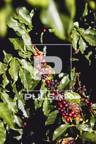 Detalhe de cafeeiro com frutos de café do tipo catuaí vermelho - 