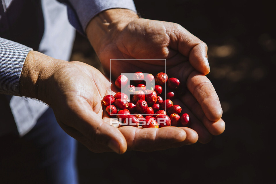 Detalhe de cafeicultor com frutos de café do tipo catuaí vermelho - 