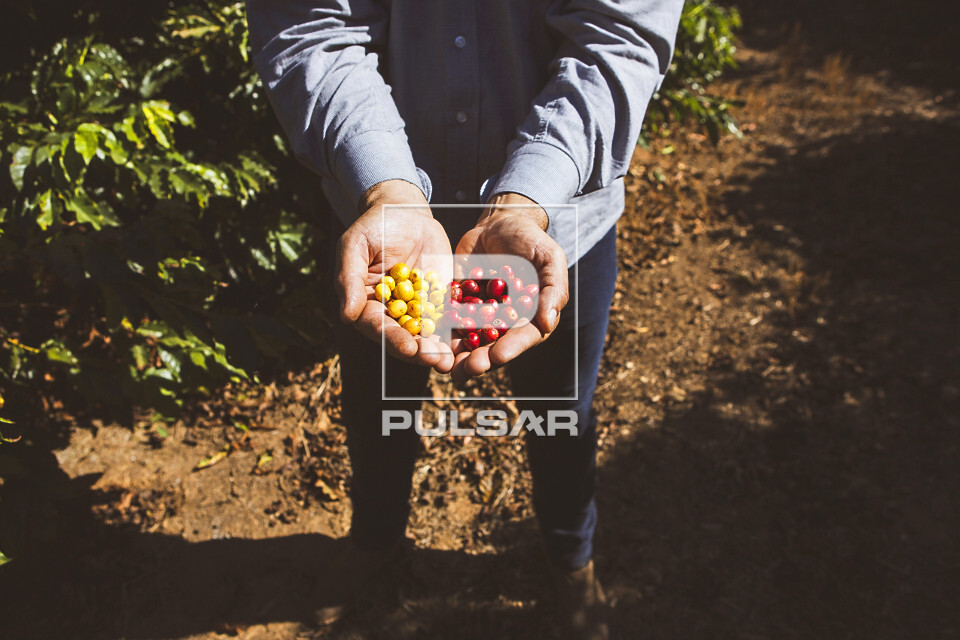 Detalhe de cafeicultor com frutos de café do tipo catuaí amarelo e vermelho - 