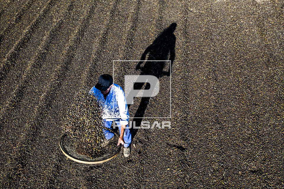 Vista de drone de cafeicultor abanando grãos de café gourmet do tipo catuaí vermelho - agricultura familiar