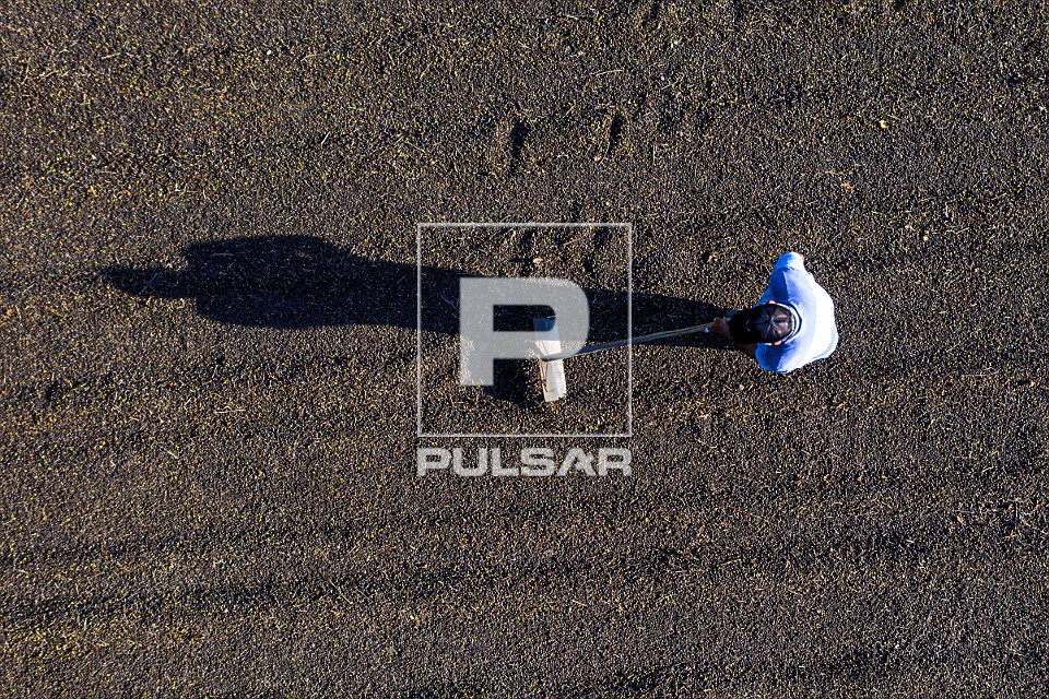 Vista de drone de cafeicultor revirando grãos de café gourmet do tipo catuaí vermelho no terreiro durante s