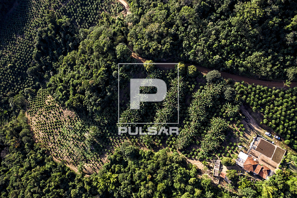 Vista de drone de plantação de café gourmet do tipo catuaí vermelho em propriedade rural - agricultura fam