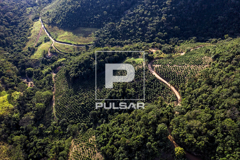 Vista de drone de plantação de café gourmet do tipo catuaí vermelho em propriedade rural situada na Serra 